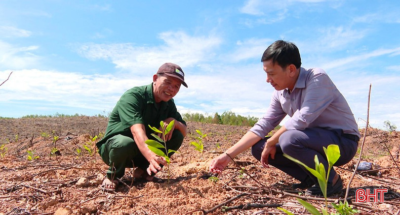 Người dân lo lắng khi giá keo giống tăng sẽ "đội" chi phí trồng rừng lên. bqbht_br_hop-cay-2.jpg