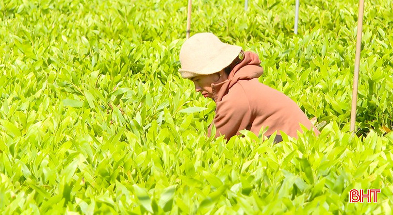 Hiện nay trên địa bàn toàn tỉnh có 20 đơn vị, cơ sở sản xuất kinh doanh giống cây lâm nghiệp. bqbht_br_hop-cay-1.jpg