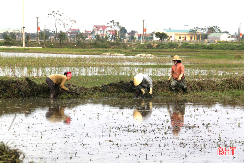 Tranh thủ ngày đông nắng ráo, nông dân Hà Tĩnh tất bật sản xuất lúa xuân, chăm sóc hoa màu