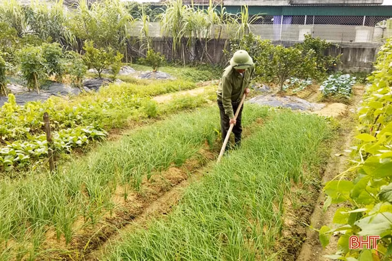 Vựa rau nổi tiếng Hà Tĩnh sẵn sàng phục vụ Tết