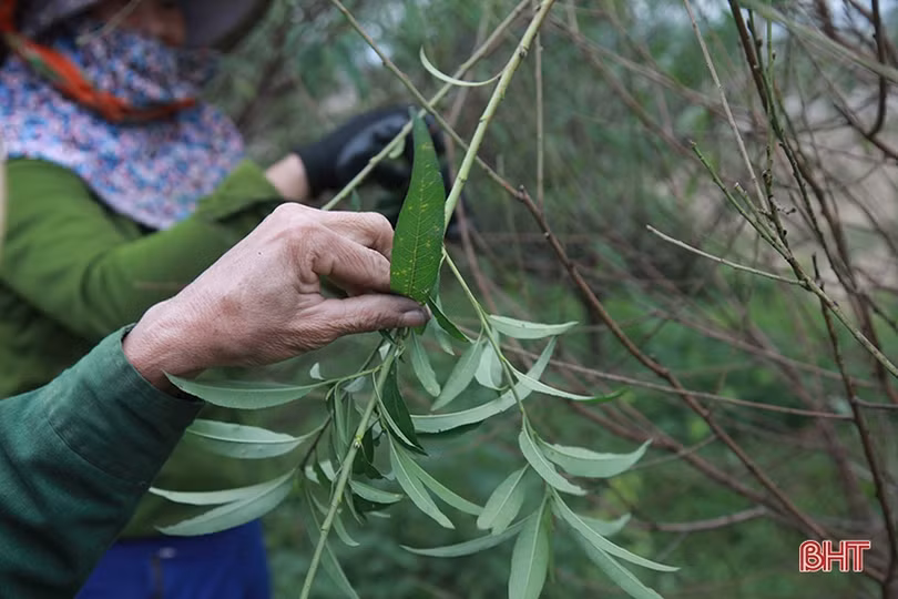 Làng đào ở Hà Tĩnh tất bật chuẩn bị phục vụ Tết Nguyên đán