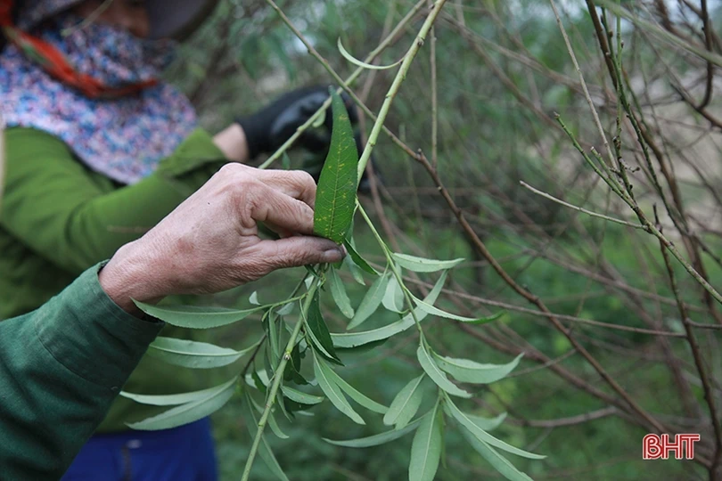 Làng đào ở Hà Tĩnh tất bật chuẩn bị phục vụ Tết Nguyên đán