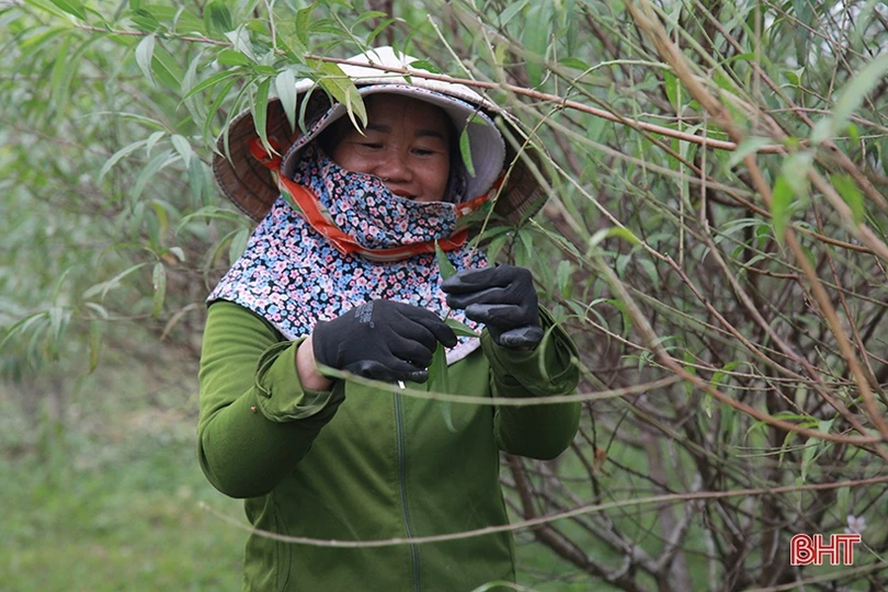 Làng đào ở Hà Tĩnh tất bật chuẩn bị phục vụ Tết Nguyên đán