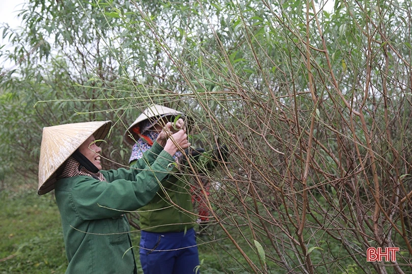 Làng đào ở Hà Tĩnh tất bật chuẩn bị phục vụ Tết Nguyên đán