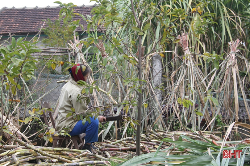 Tranh thủ ngày đông nắng ráo, nông dân Hà Tĩnh tất bật sản xuất lúa xuân, chăm sóc hoa màu