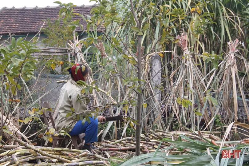 Tranh thủ ngày đông nắng ráo, nông dân Hà Tĩnh tất bật sản xuất lúa xuân, chăm sóc hoa màu