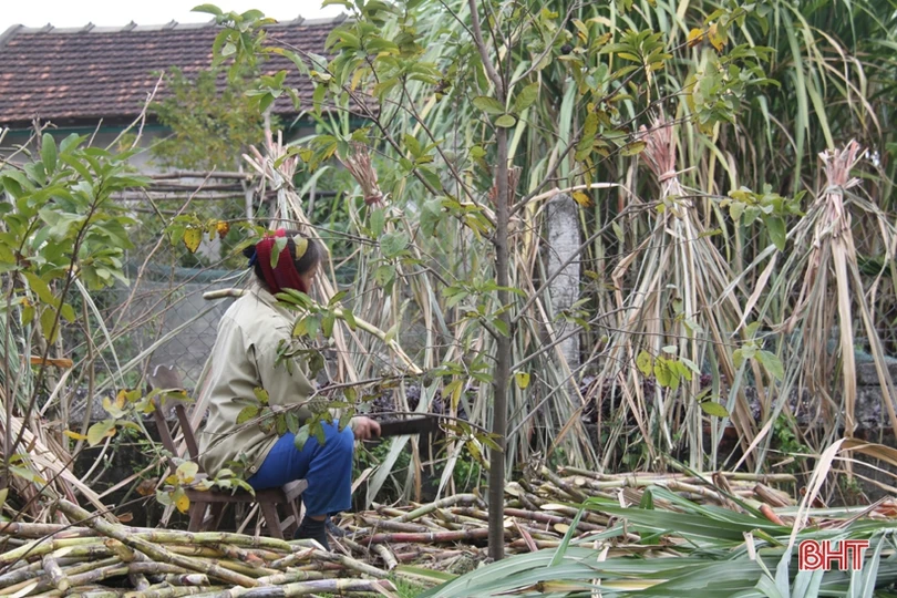 Tranh thủ ngày đông nắng ráo, nông dân Hà Tĩnh tất bật sản xuất lúa xuân, chăm sóc hoa màu