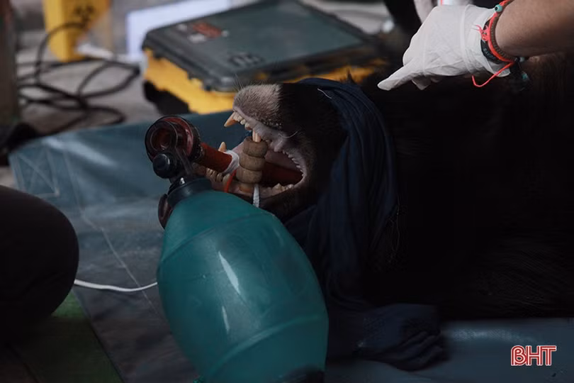 Con gấu ngựa nặng 140 kg Công an Hà Tĩnh phát hiện trong taxi được xử lý thế nào?