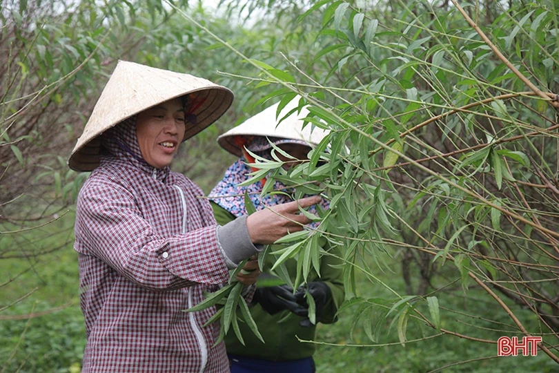Làng đào ở Hà Tĩnh tất bật chuẩn bị phục vụ Tết Nguyên đán
