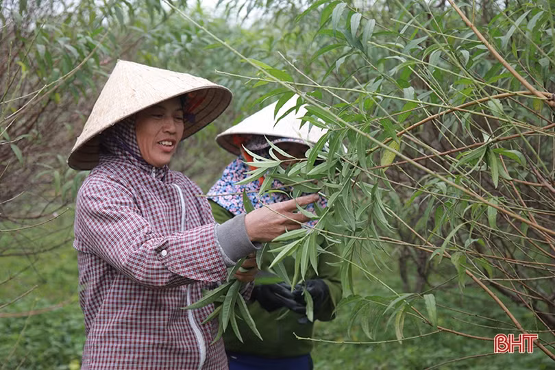 Làng đào ở Hà Tĩnh tất bật chuẩn bị phục vụ Tết Nguyên đán