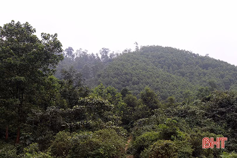 Công nhận lại diện tích đất ở trước năm 1980, giao đất lâm nghiệp chồng lấn làm “nóng” nghị trường