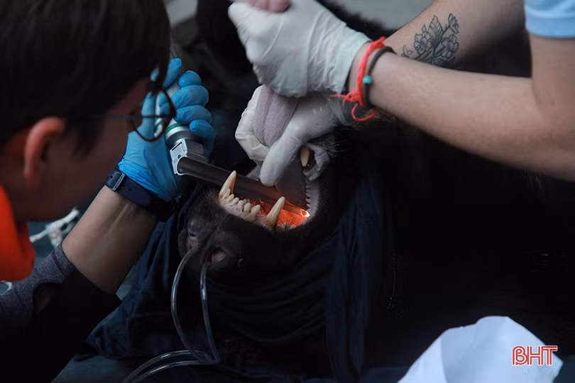 Con gấu ngựa nặng 140 kg Công an Hà Tĩnh phát hiện trong taxi được xử lý thế nào?