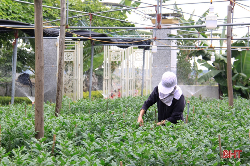 Tranh thủ ngày đông nắng ráo, nông dân Hà Tĩnh tất bật sản xuất lúa xuân, chăm sóc hoa màu