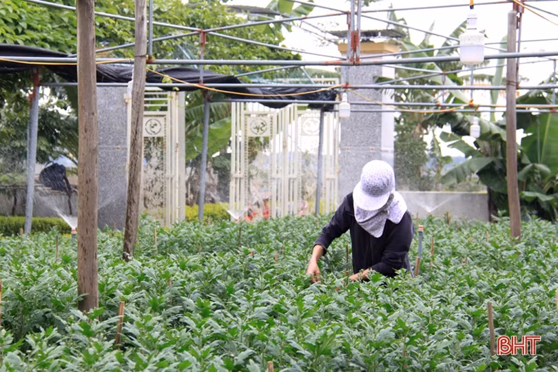 Tranh thủ ngày đông nắng ráo, nông dân Hà Tĩnh tất bật sản xuất lúa xuân, chăm sóc hoa màu
