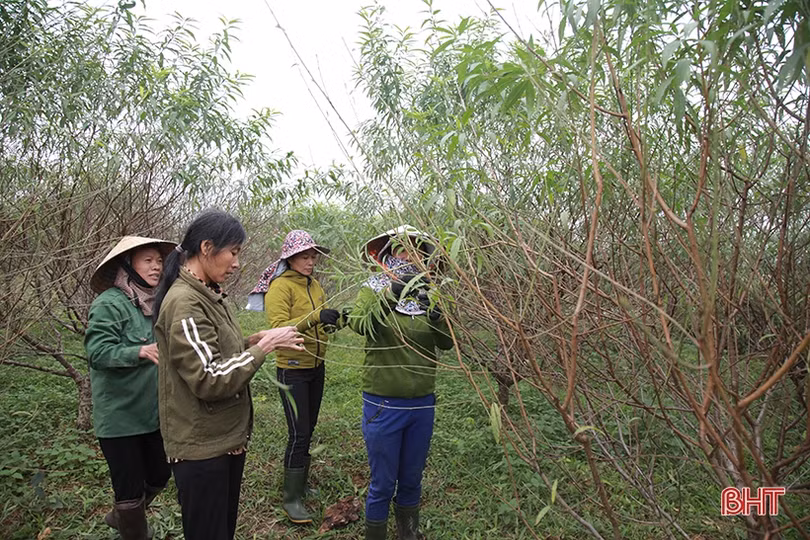Làng đào ở Hà Tĩnh tất bật chuẩn bị phục vụ Tết Nguyên đán