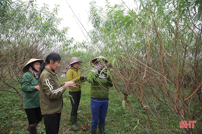 Làng đào ở Hà Tĩnh tất bật chuẩn bị phục vụ Tết Nguyên đán