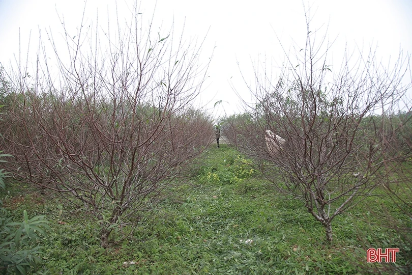 Làng đào ở Hà Tĩnh tất bật chuẩn bị phục vụ Tết Nguyên đán