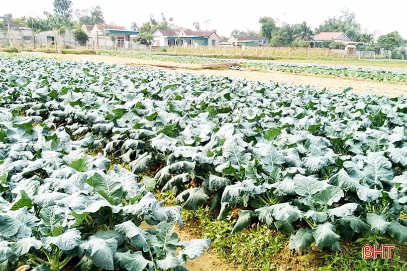 Vựa rau nổi tiếng Hà Tĩnh sẵn sàng phục vụ Tết