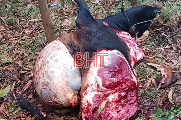 Táo tợn trộm bò rồi xẻ thịt trong đêm