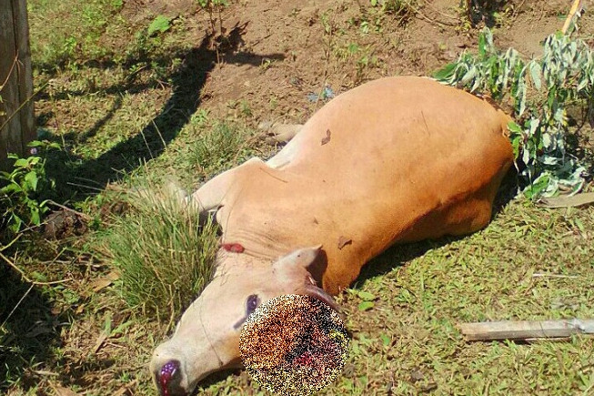 Vụ án dân sự hy hữu ở Hà Tĩnh: Giám định ADN để tìm huyết thống cho... bò! ảnh 8 Vụ án dân sự hy hữu ở Hà Tĩnh: Giám định ADN để tìm huyết thống cho... bò!