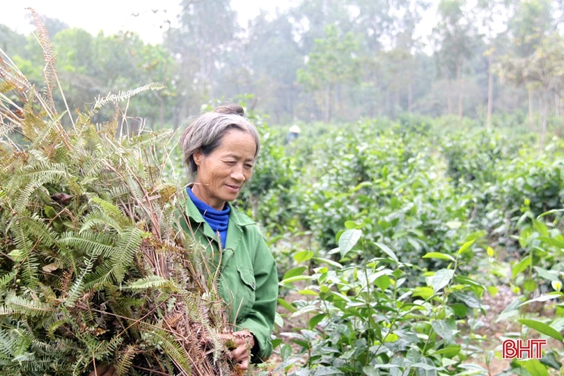 Tranh thủ ngày đông nắng ráo, nông dân Hà Tĩnh tất bật sản xuất lúa xuân, chăm sóc hoa màu