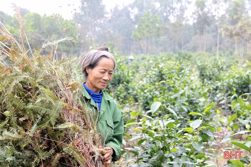 Tranh thủ ngày đông nắng ráo, nông dân Hà Tĩnh tất bật sản xuất lúa xuân, chăm sóc hoa màu