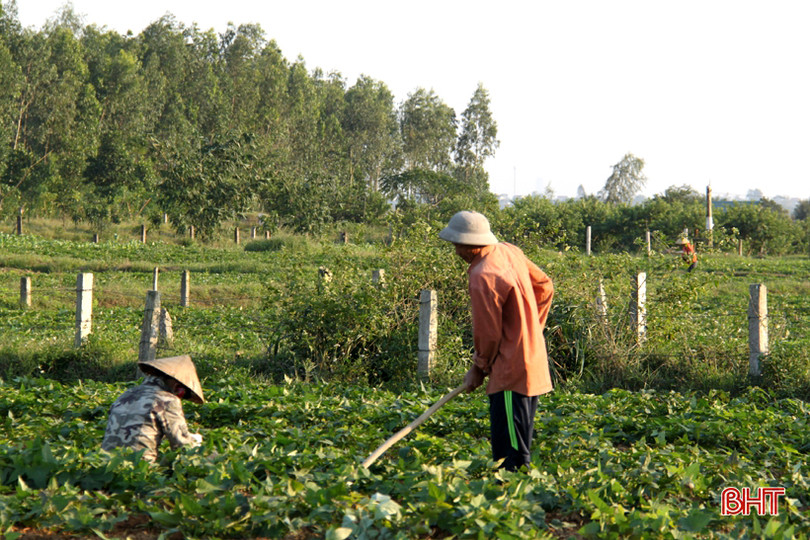 Tranh thủ ngày đông nắng ráo, nông dân Hà Tĩnh tất bật sản xuất lúa xuân, chăm sóc hoa màu