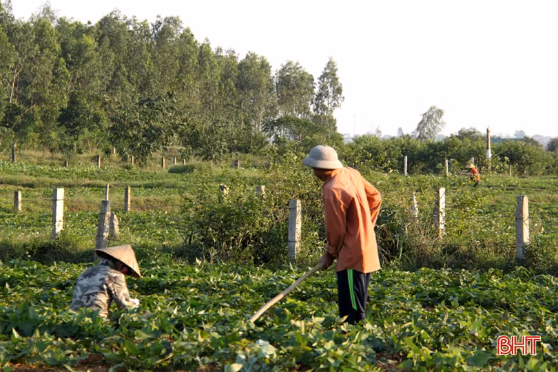 Tranh thủ ngày đông nắng ráo, nông dân Hà Tĩnh tất bật sản xuất lúa xuân, chăm sóc hoa màu