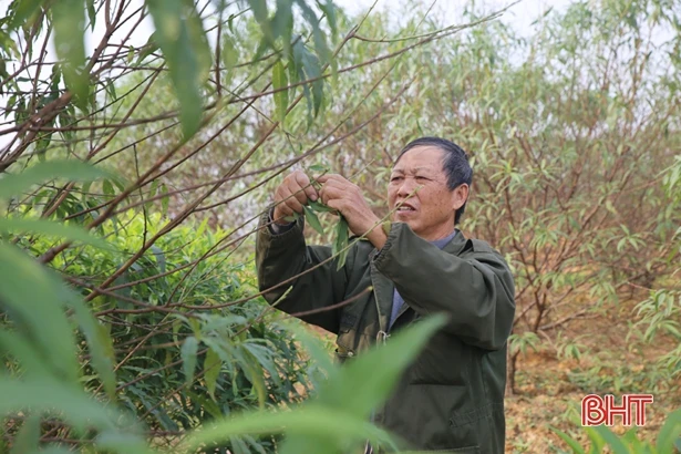 Làng đào ở Hà Tĩnh tất bật chuẩn bị phục vụ Tết Nguyên đán