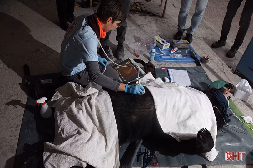 Con gấu ngựa nặng 140 kg Công an Hà Tĩnh phát hiện trong taxi được xử lý thế nào?