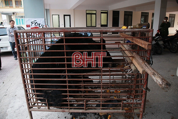 Khởi tố vụ vận chuyển gấu ngựa 140kg bằng taxi ở Hà Tĩnh