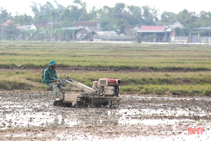 Tranh thủ ngày đông nắng ráo, nông dân Hà Tĩnh tất bật sản xuất lúa xuân, chăm sóc hoa màu