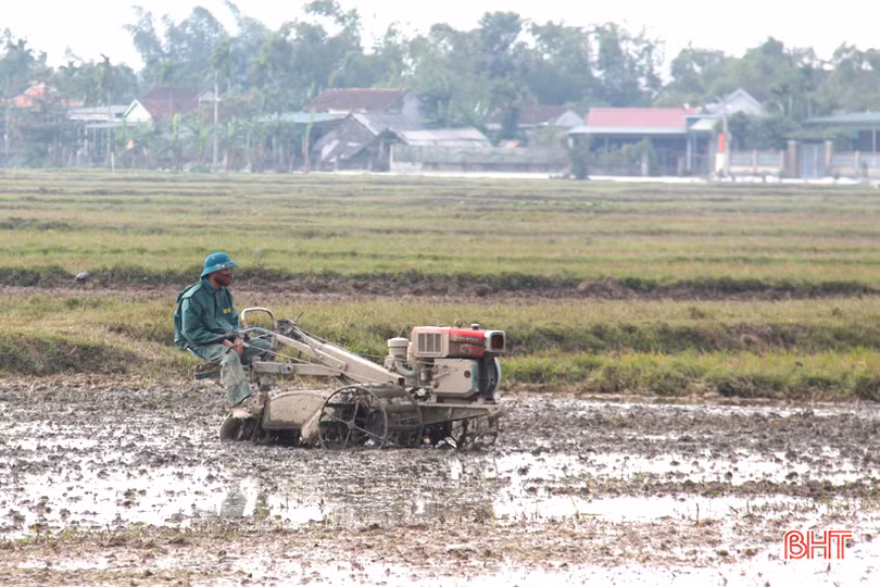 Tranh thủ ngày đông nắng ráo, nông dân Hà Tĩnh tất bật sản xuất lúa xuân, chăm sóc hoa màu