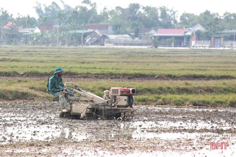 Tranh thủ ngày đông nắng ráo, nông dân Hà Tĩnh tất bật sản xuất lúa xuân, chăm sóc hoa màu