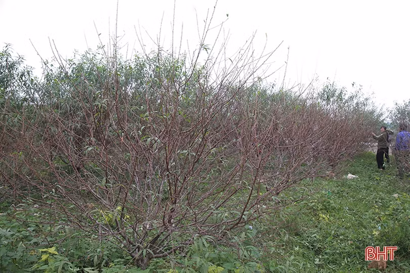 Làng đào ở Hà Tĩnh tất bật chuẩn bị phục vụ Tết Nguyên đán