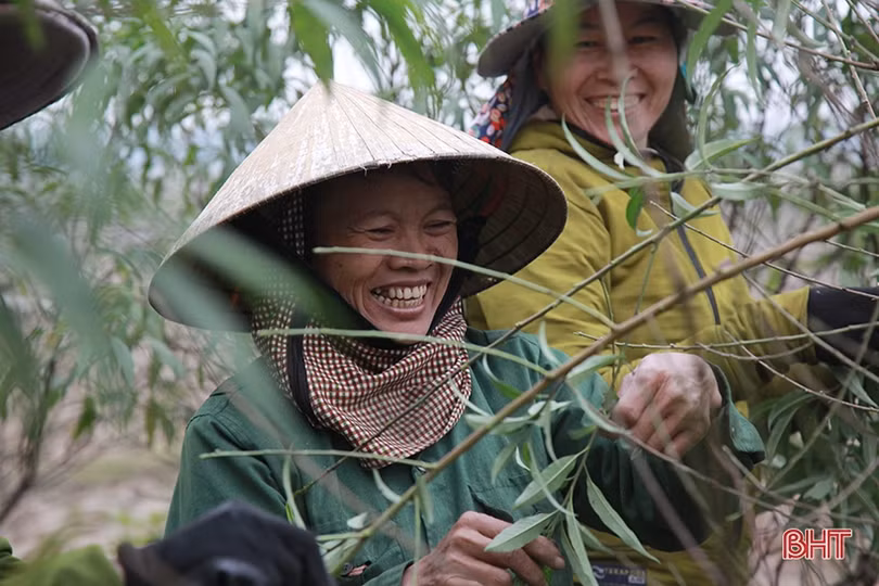 Làng đào ở Hà Tĩnh tất bật chuẩn bị phục vụ Tết Nguyên đán