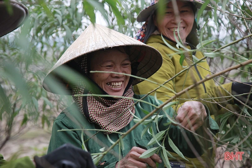 Làng đào ở Hà Tĩnh tất bật chuẩn bị phục vụ Tết Nguyên đán