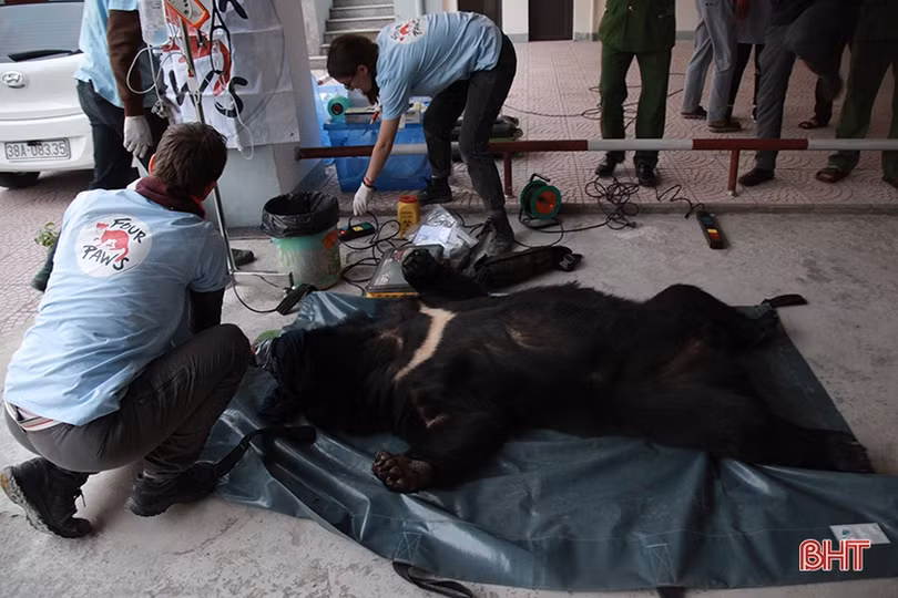 Con gấu ngựa nặng 140 kg Công an Hà Tĩnh phát hiện trong taxi được xử lý thế nào?