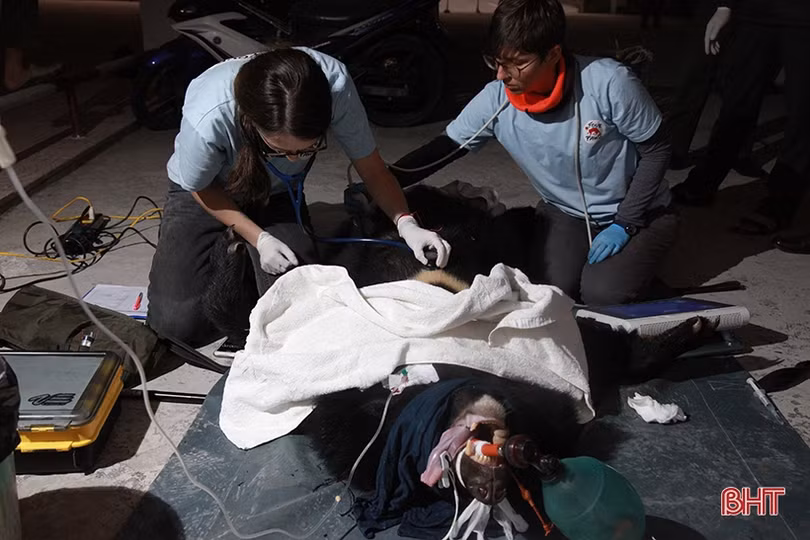 Con gấu ngựa nặng 140 kg Công an Hà Tĩnh phát hiện trong taxi được xử lý thế nào?