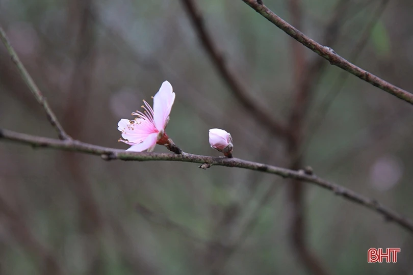 Làng đào ở Hà Tĩnh tất bật chuẩn bị phục vụ Tết Nguyên đán