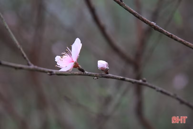 Làng đào ở Hà Tĩnh tất bật chuẩn bị phục vụ Tết Nguyên đán