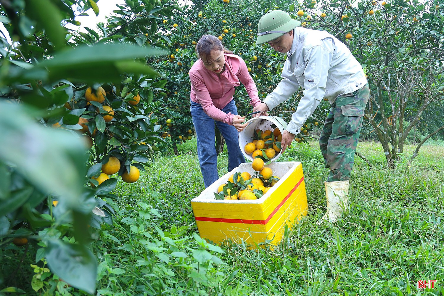 បច្ចុប្បន្ននេះ ចម្ការក្រូចឆ្មារនៅក្នុងឃុំគីមហ្វាកំពុងចូលដល់រដូវប្រមូលផលខ្ពស់បំផុត។ កសិករជាច្រើនកំពុងបង្កើនការប្រមូលផលប្រចាំថ្ងៃរបស់ពួកគេដើម្បីលក់ផលិតផលរបស់ពួកគេនៅលើទីផ្សារ។ bqbht_br_img-3603.jpg