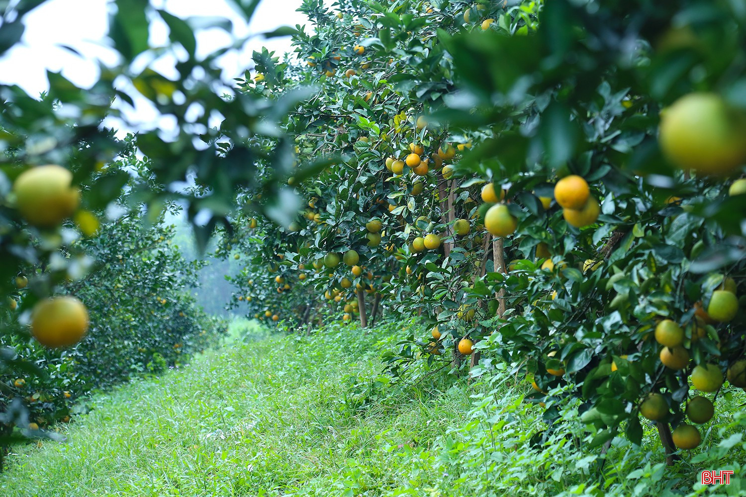 ដោយអនុវត្តវិធីសាស្រ្តដាំដុះជាច្រើនប្រភេទ ឆ្នាំនេះដើមក្រូចកំពុងផលិតក្រូចធំៗ ទំហំស្មើគ្នា ជាមួយនឹងពណ៌លឿងមាស ដែលសន្យាថានឹងនាំមកនូវប្រាក់ចំណូលយ៉ាងច្រើនដល់តំបន់នេះចាប់ពីពេលនេះរហូតដល់បុណ្យចូលឆ្នាំចិន។ bqbht_br_img-3562.jpg