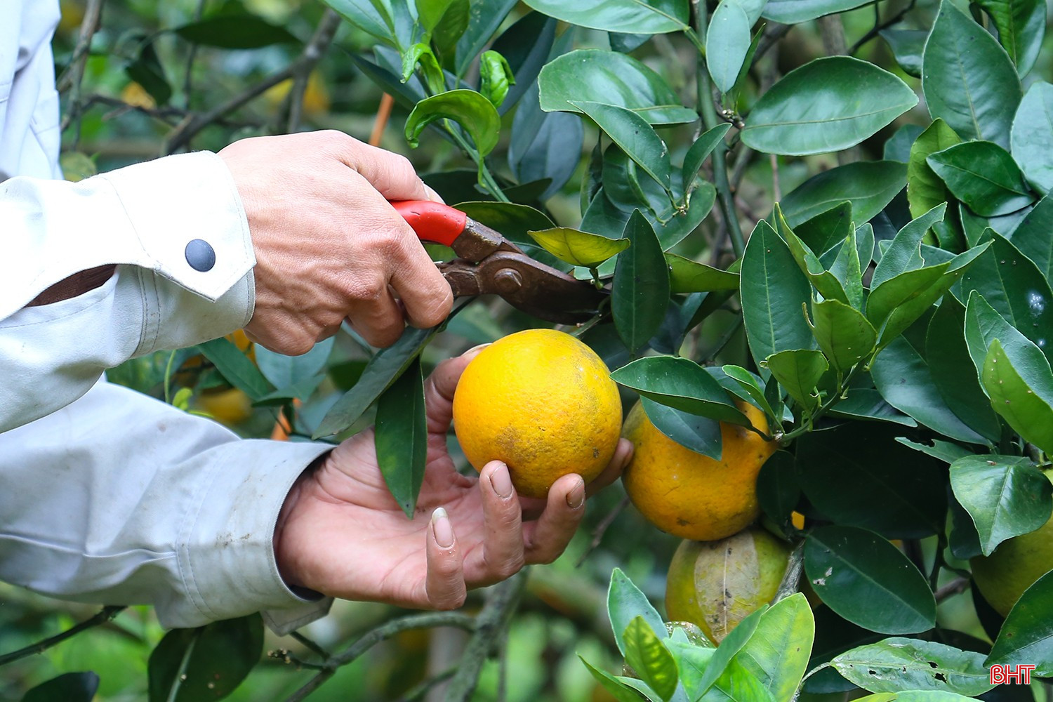 លោក ហ៊ុយ ជ្រើសរើសផ្លែឈើពណ៌លឿងមាសដែលមានគុណភាពខ្ពស់ដោយប្រុងប្រយ័ត្នសម្រាប់អតិថិជនរបស់លោក។ bqbht_br_img-3534.jpg