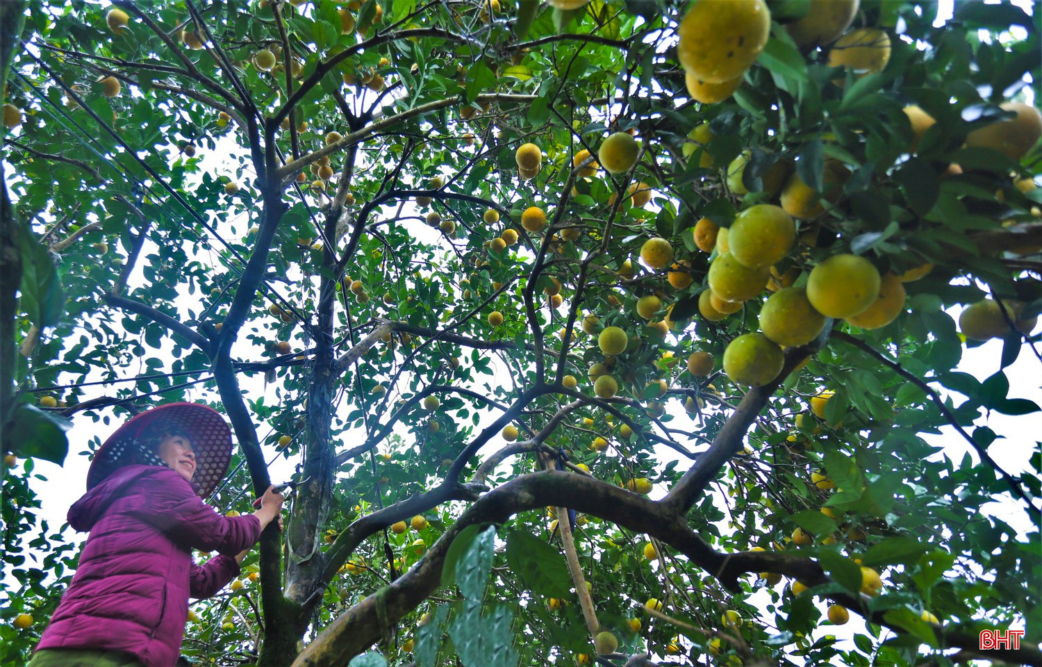 ឃុំដុងឡុក (Dong Loc) បច្ចុប្បន្នមានផ្ទៃដីដាំដុះក្រូចស្រស់ចំនួន ៣៥០ ហិកតា ដែលភាគច្រើនប្រមូលផ្តុំនៅក្នុងភូមិអាញហ៊ុង (Anh Hung) ខេថូ (Khe Tho) ត្រាយទៀវ (Trai Tieu) ណាំផុង (Nam Phong) និងថាញមី (Thanh My)។ ទិន្នផល និងគុណភាពនៃក្រូចមានកម្រិតខ្ពស់ជាប់លាប់ ហើយក្រូចដែលប្រមូលផលបានទាំងអស់ត្រូវបានលក់ភ្លាមៗ។ bqbht_br_image-2025-12-12t104504039.jpg