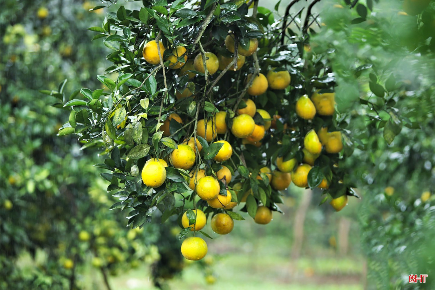 ដើមក្រូច ដែលពោរពេញទៅដោយផ្លែទុំពណ៌មាស ប្រកាសពីរដូវប្រមូលផលដ៏បរិបូរណ៍។ bqbht_br_image-2025-12-12t113508891.jpg