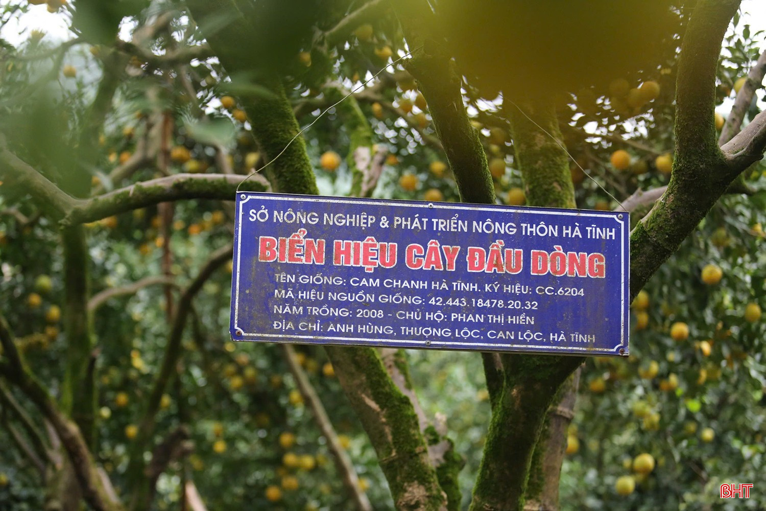 កាលពីច្រើនឆ្នាំមុន ដើមឈើមួយចំនួនត្រូវបានត្រួតពិនិត្យ និងជ្រើសរើសដោយវិស័យកសិកម្មជាដើមឈើមេខ្ពស់ជាង។ bqbht_br_z7310926170452-59c766f4644b3046c63069467124a71d.jpg