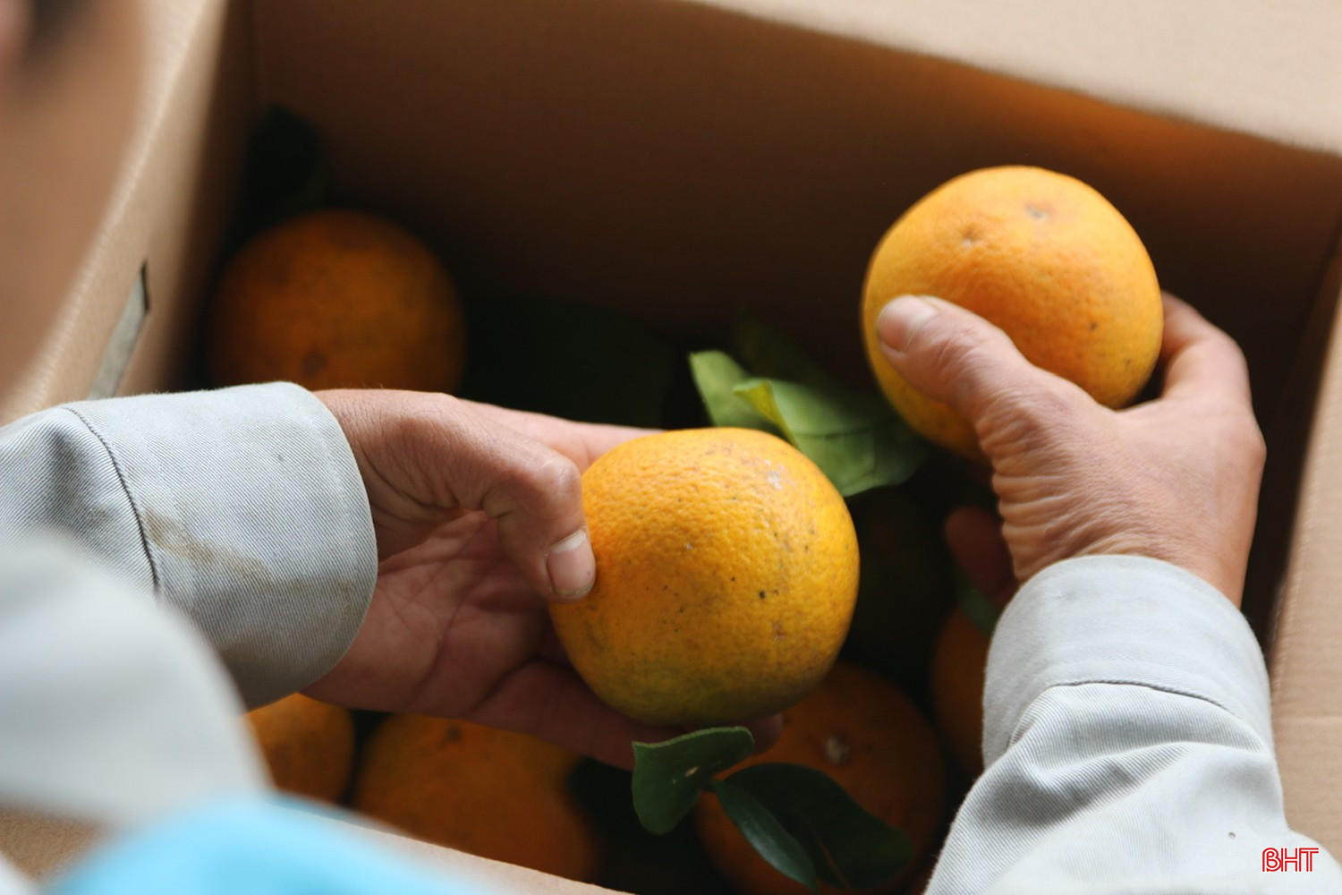 រហូតមកដល់បច្ចុប្បន្ន លោក អាន បានប្រមូលផលក្រូចបានជាង ១ តោន ជាមួយនឹងតម្លៃលក់មានស្ថិរភាព។ bqbht_br_z7315791551935-2467a842538715b587918dedbb371878.jpg