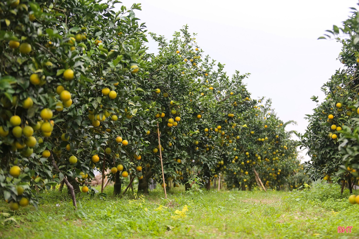 នៅពេលជិតដល់ទីបញ្ចប់នៃឆ្នាំ ឃុំដុងឡុក ដែលជា «រាជធានី» នៃផ្លែក្រូចស្រស់ៗ បានបញ្ចេញពន្លឺពណ៌មាសភ្លឺចែងចាំង ដោយនាំមកនូវភាពរំភើប និងការរំពឹងទុករបស់កសិករ។ bqbht_br_z7310926872687-6fd97198e737ba8ea1e7a1f28eed4533.jpg