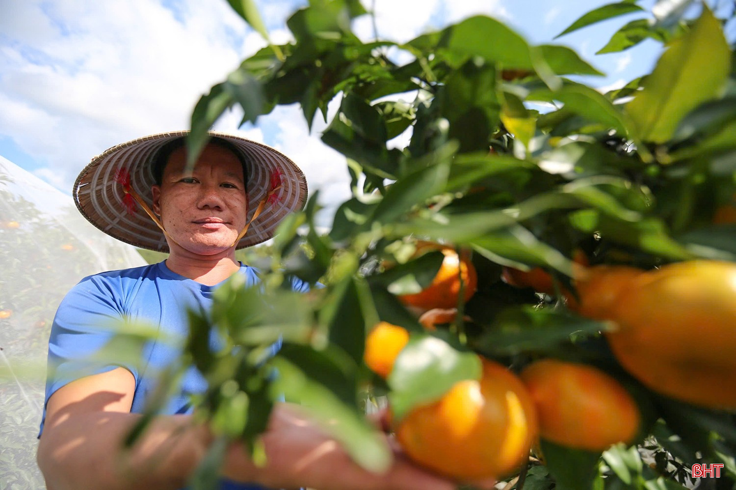 ដើមក្រូចពោរពេញដោយផ្លែឈើ ពោរពេញដោយភាពរស់រវើក។ bqbht_br_z7310933117906-50f8a1d932fca27802d487132c00aee0.jpg